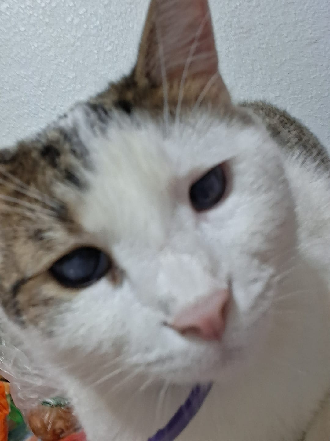 Customer photo review of Cat Calming & Aggression Aid