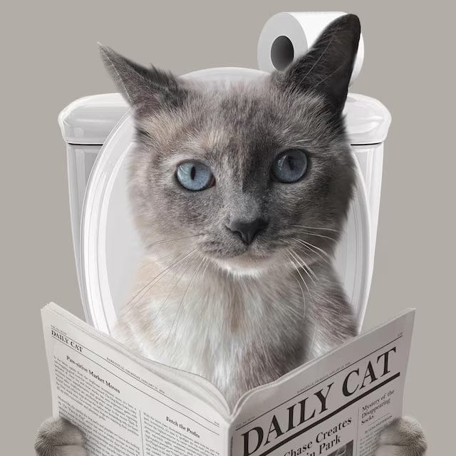 Customer photo review of Cat Reading Newspaper