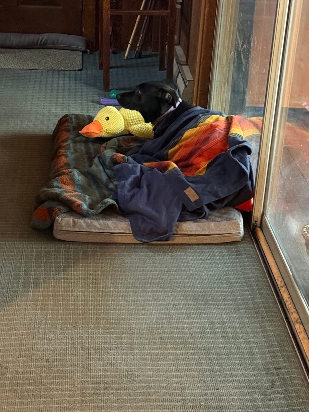 Customer photo review of Calming Duck
