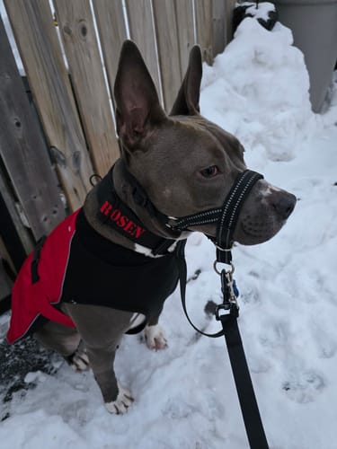 Customer photo review of 2" Tactik Dog Collar - Black