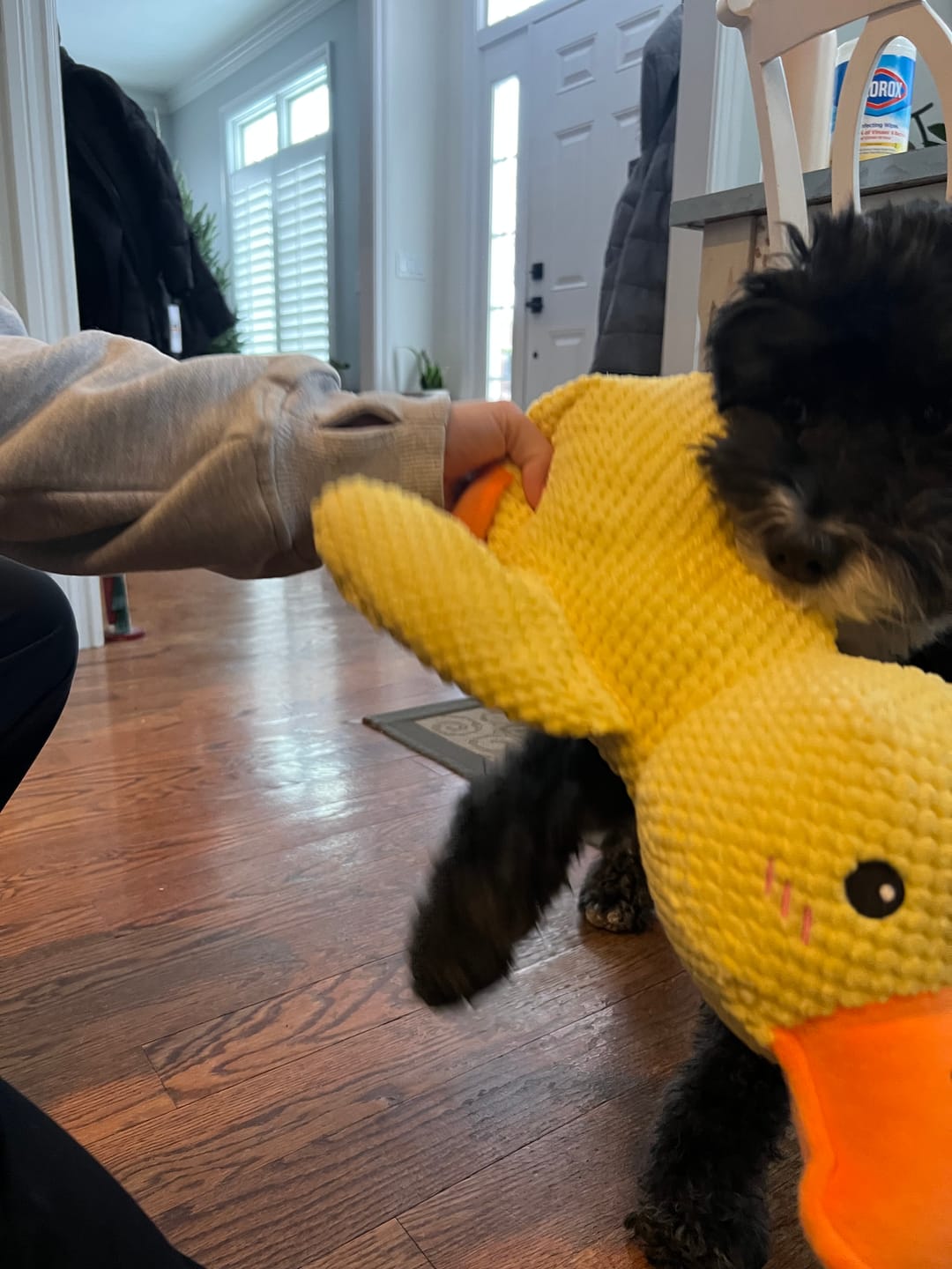 Customer photo review of Automatic Dog Walker