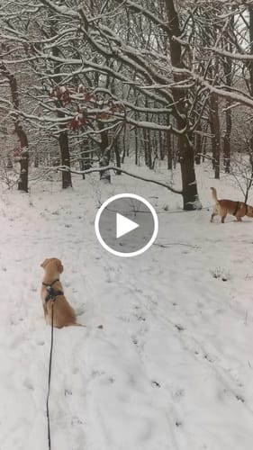 Customer video review of Wurmtest Basic Hund