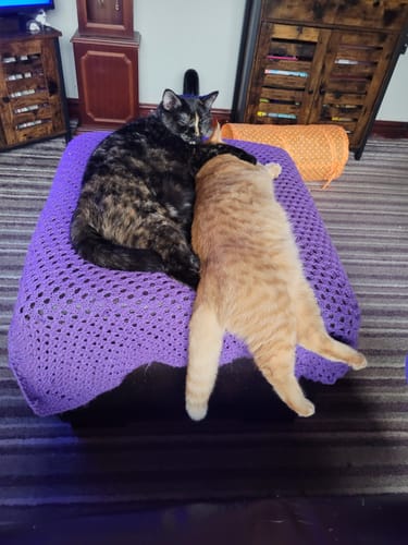 Customer photo review of 1 Month Supply – 2 Cat