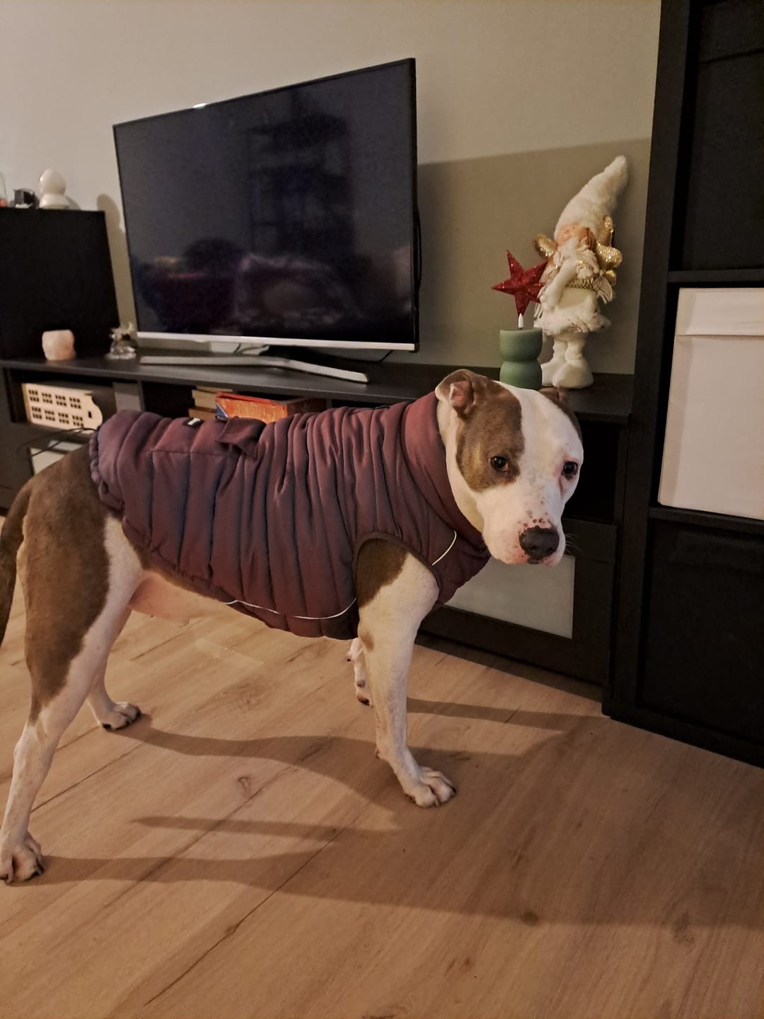 Customer photo review of WarmShield Water-Resistant Jacket - Cosmic