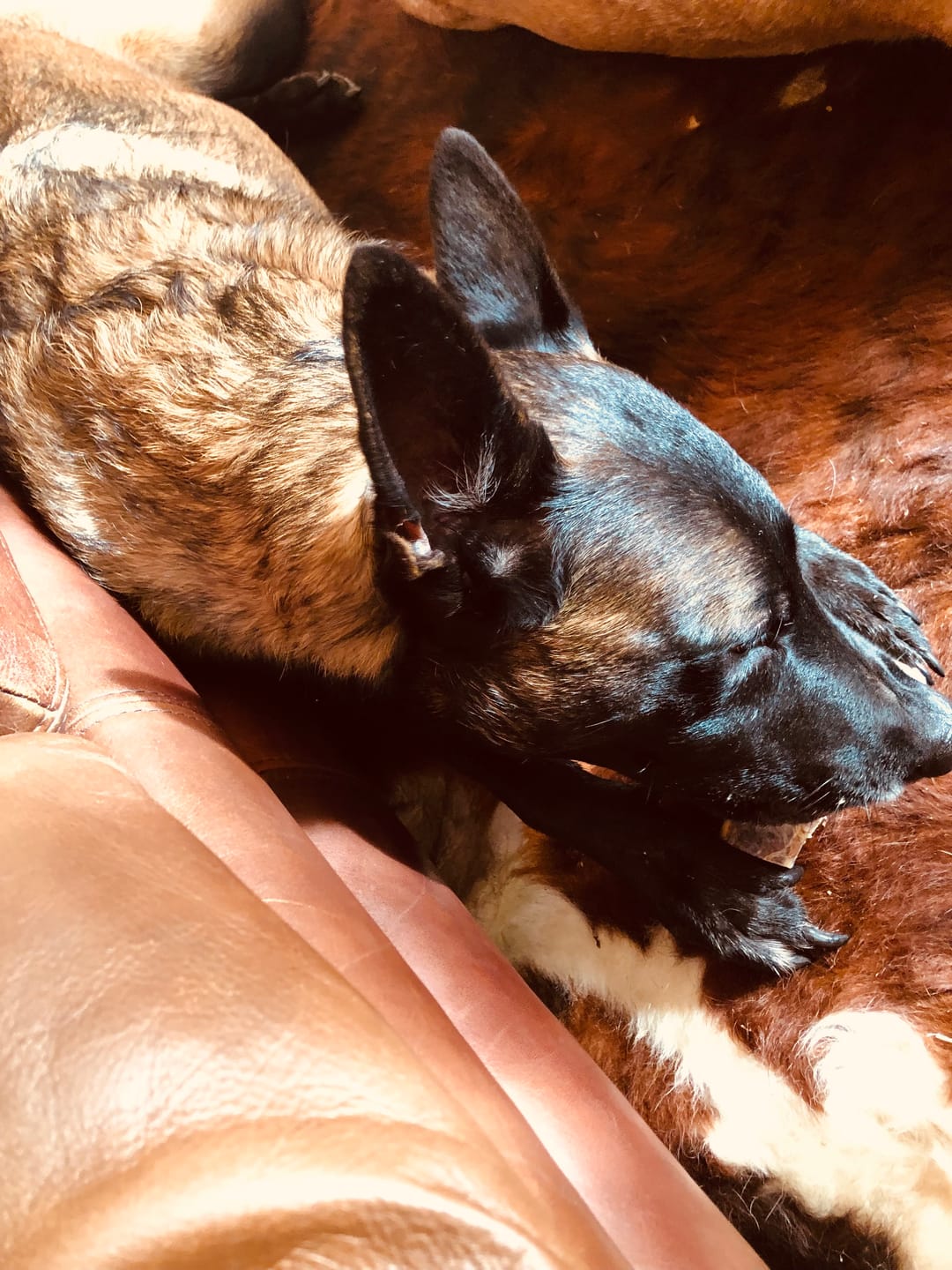 Customer photo review of Ostrich Knuckle (Medium – 4" x 3"): The Perfect Chew for Small to Medium Dogs & Sensitive Stomachs