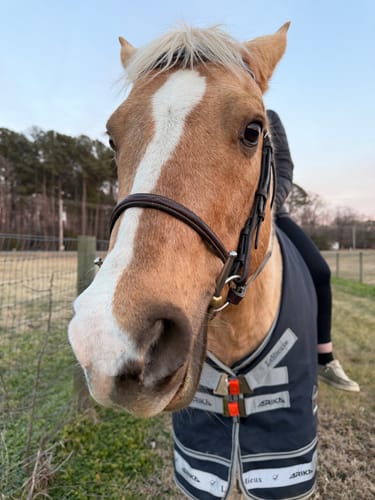 Customer photo review of Hay Chix® Buckle Safety Covers
