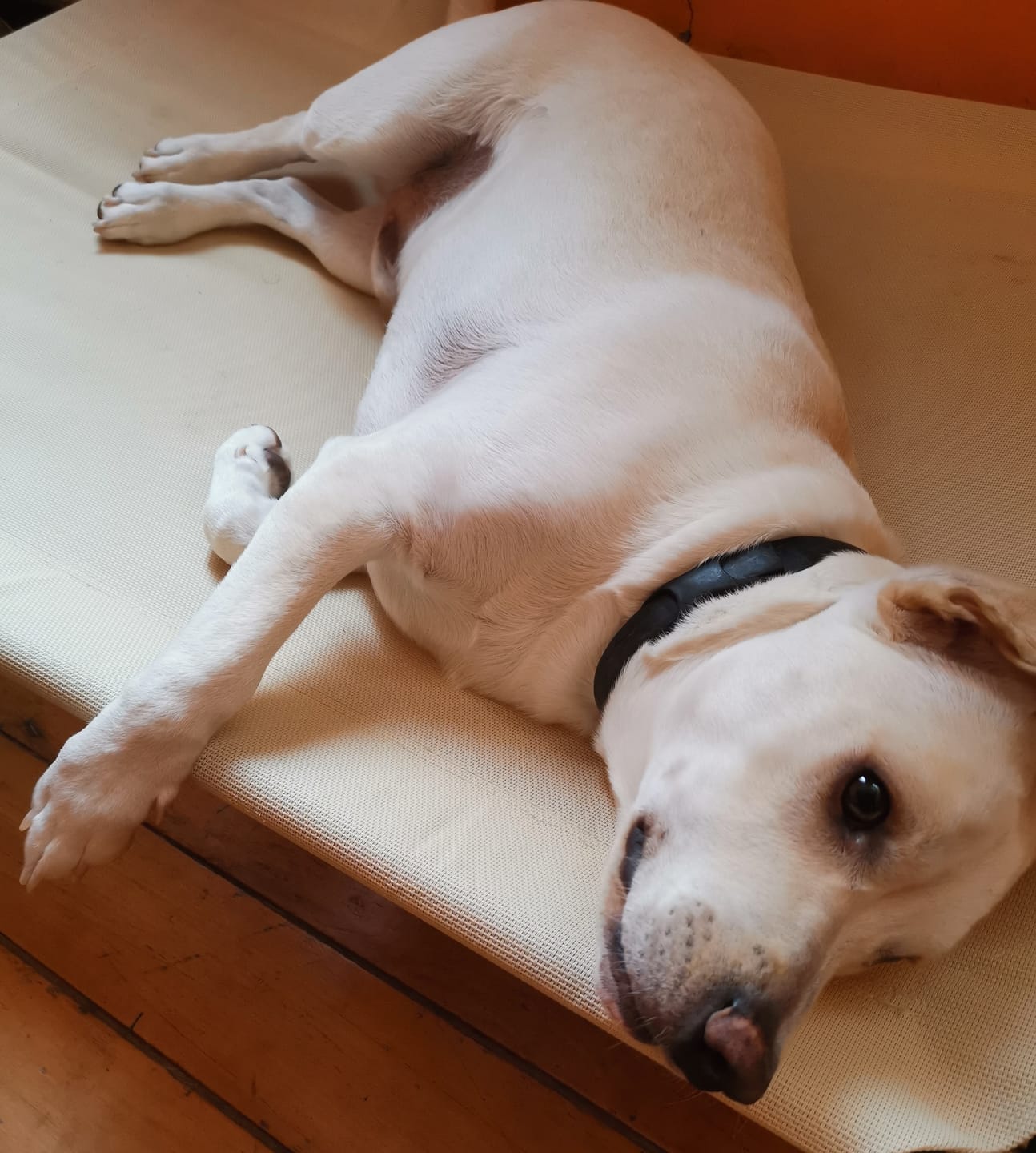 Customer photo review of Cama Elevada THE DOGS: Frescura y Ventilación