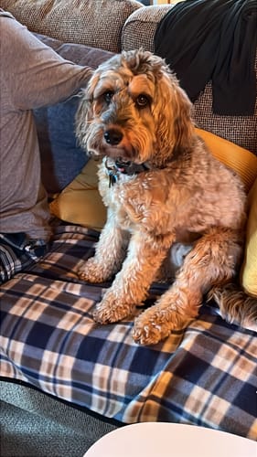 Customer photo review of Dear Dog Parent - Personalised Mug