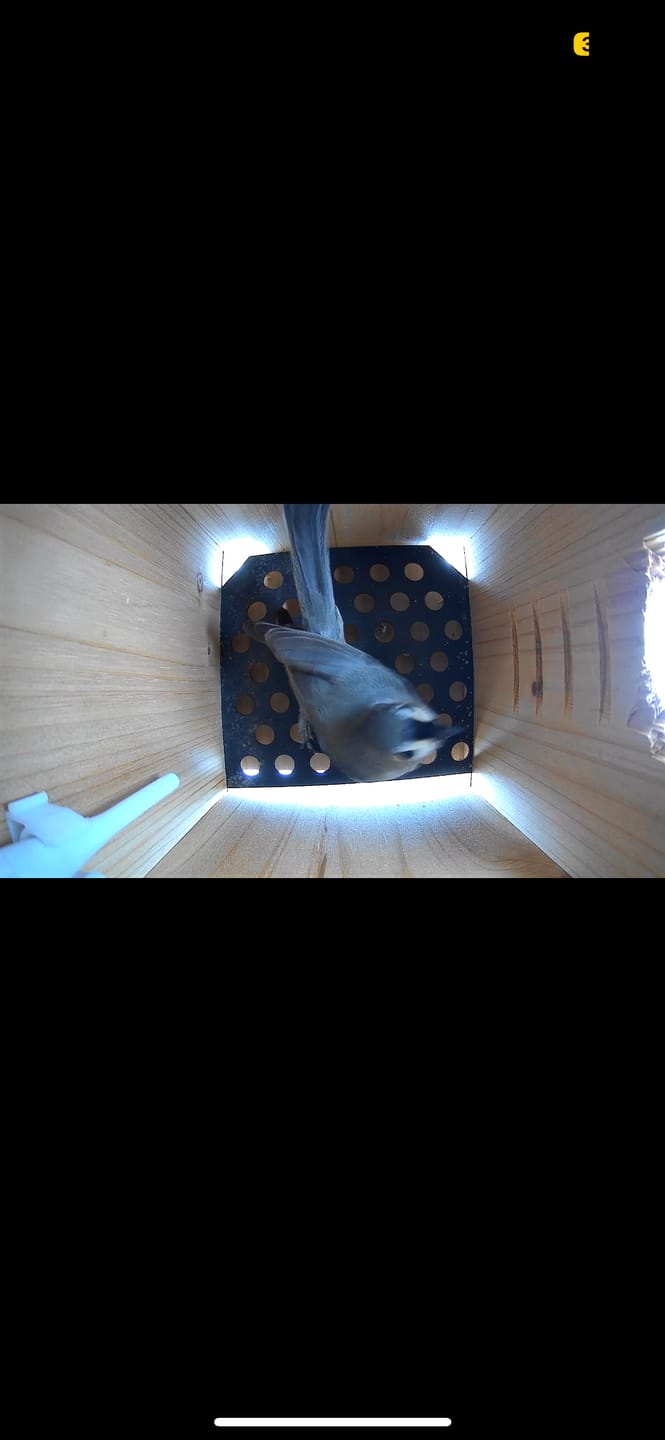 Customer photo review of Birdfy Nest Ebony - Wooden Smart Birdhouse