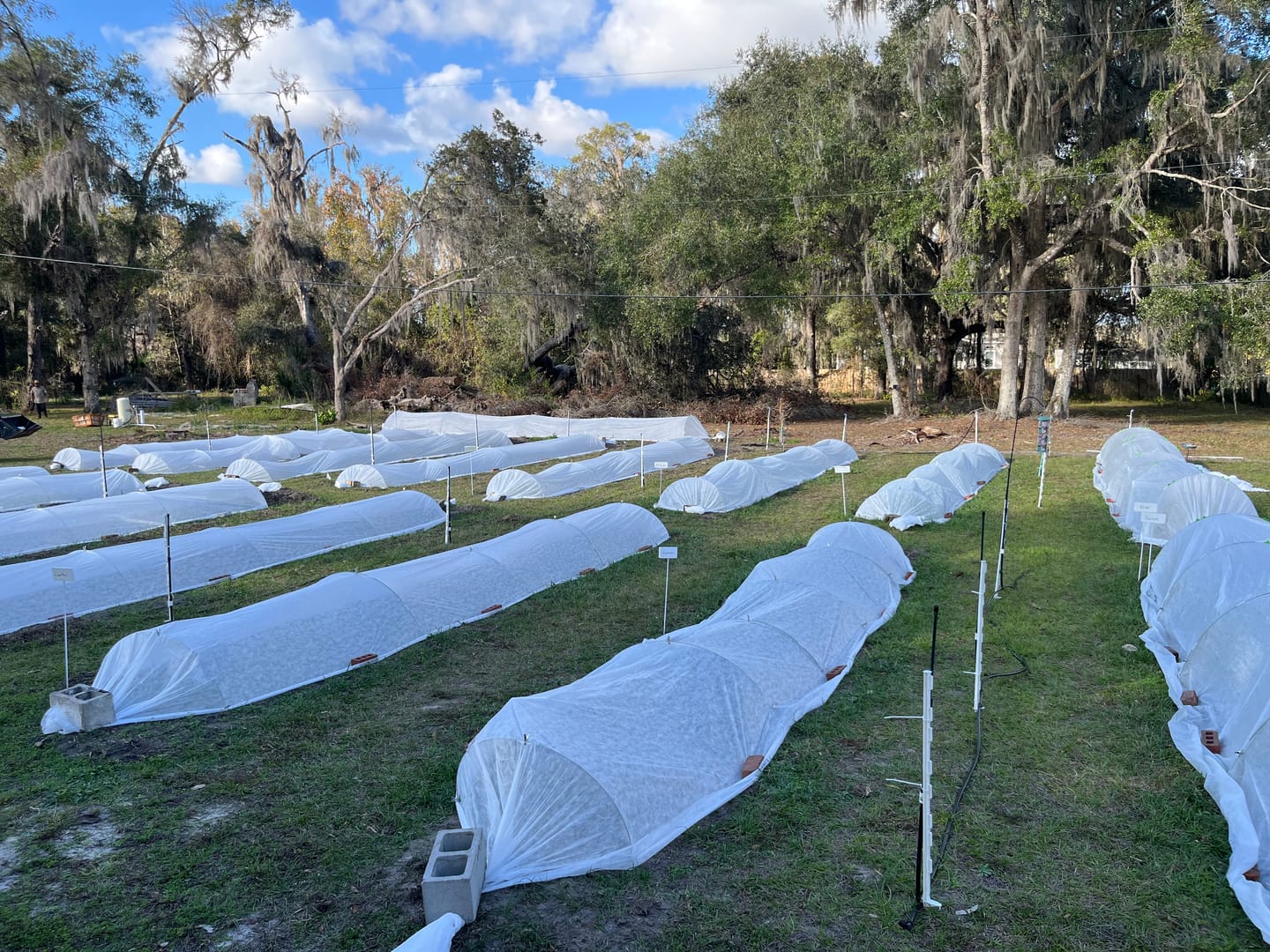 Customer photo review of Floating Row Cover*