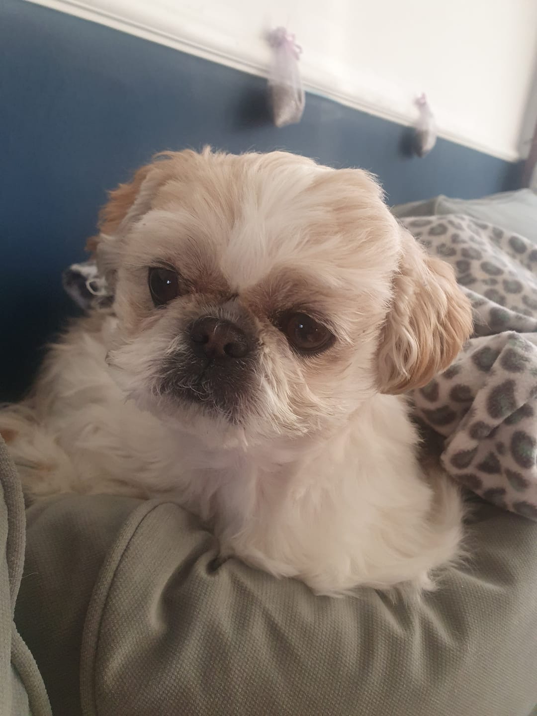 Customer photo review of Beemzy Tandpoeder voor Honden