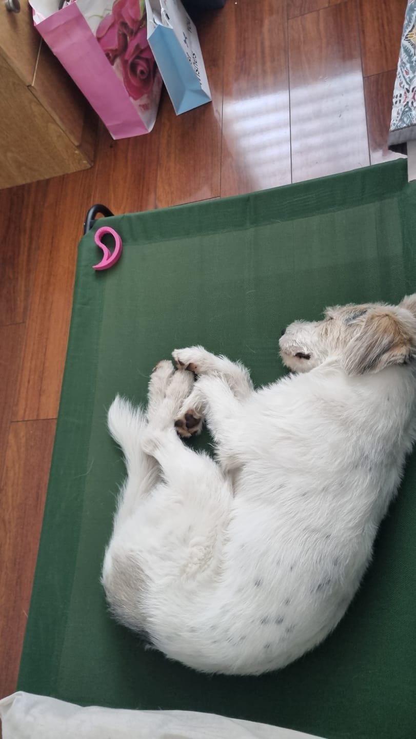 Customer photo review of Cama Elevada THE DOGS: Frescura y Ventilación