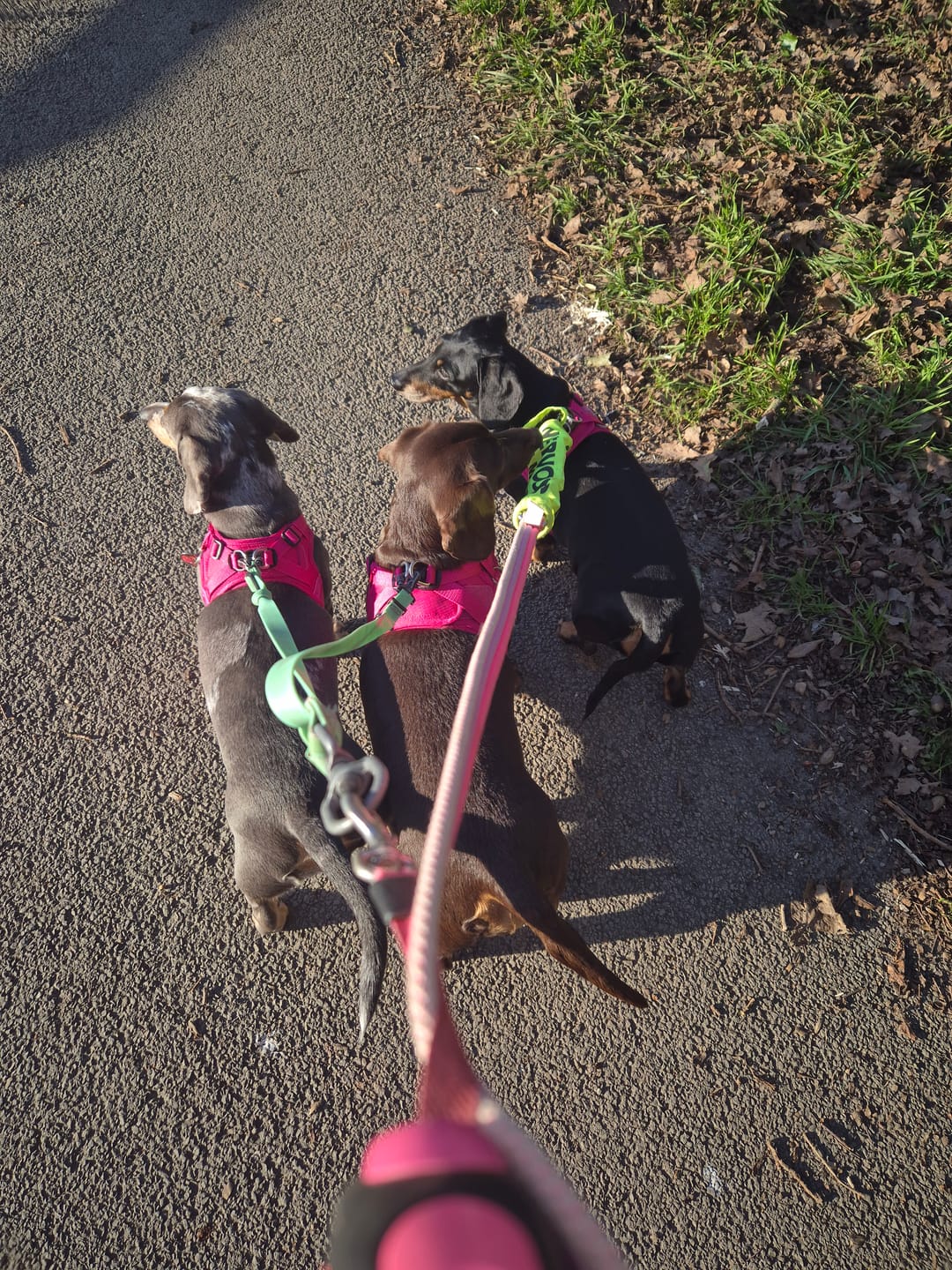 Customer photo review of Boomerang Harness - XS-M Breeds - Carminerose