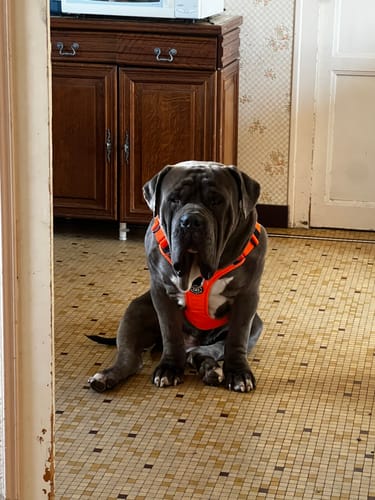 Customer photo review of Anti Pull Hurricane Harness Lighter | With Handle - Orange