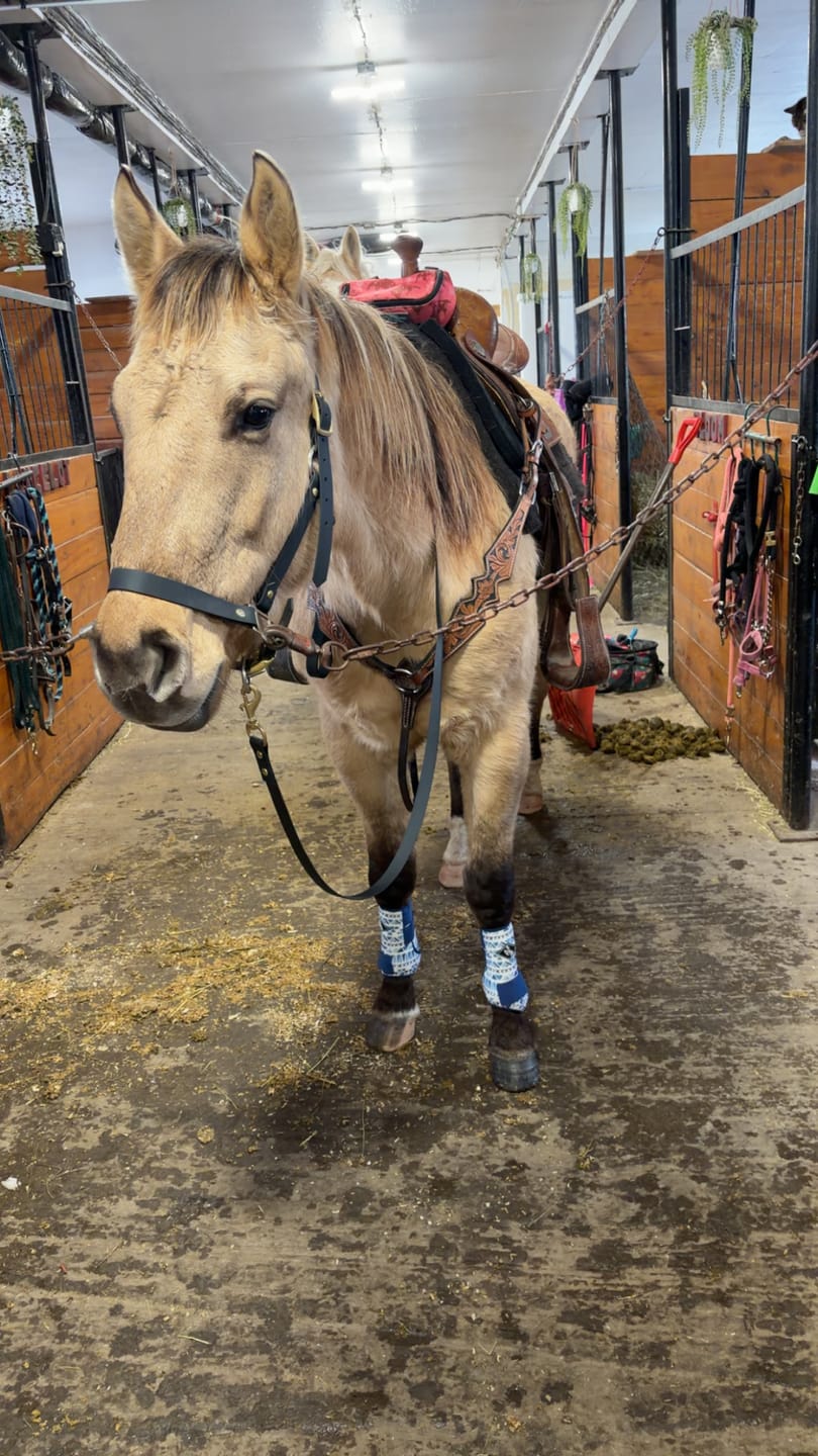 Customer photo review of Splint Boots - The Lyons