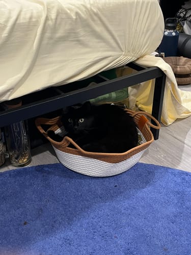 Customer photo review of Instinct Basket | Handwoven & Chemical-Free Cat Territory +4 FREE GIFTS