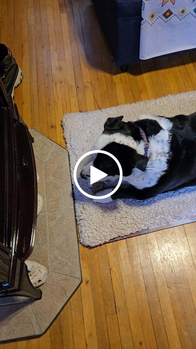 Customer video review of Ostrich Foot Bone (7" x 3.5"): The Flavorful & Long-Lasting Chew for Medium to Large Dogs
