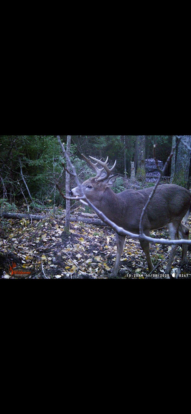 Customer photo review of VisMax See Through Blind | 270° Pop Up 3-4 Man Deer Blind | Portable Ground Blind Hunting for Sale with Hunters Comfort Design