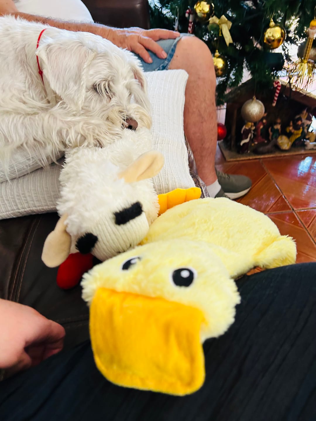Customer photo review of Trío de Peluches THE DOGS — Gallina + Pato + Oveja