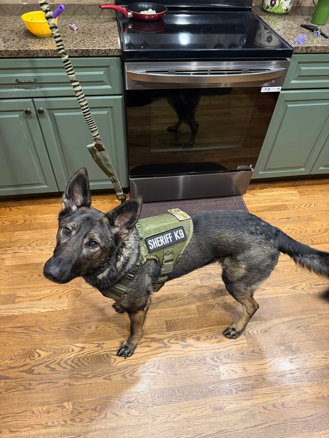 Customer photo review of Classic Heavy-Duty Tactical No-Pull Team K9™ Dog Harness With Front & Back D-Rings, Quick-Release Metal-Buckles, Hook & Loop Panels, & Top Handle