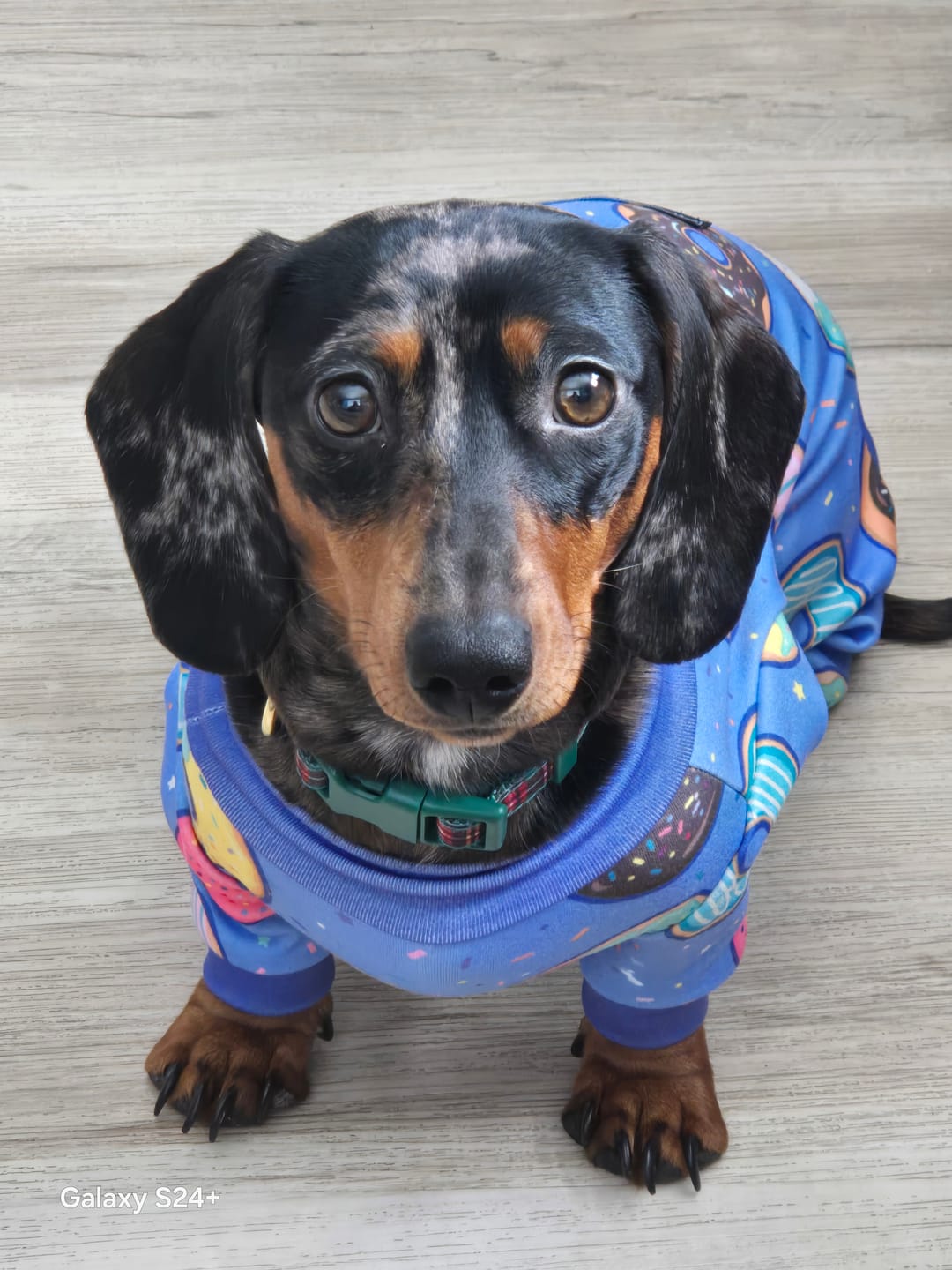 Customer photo review of Dog Pajama - Donuts