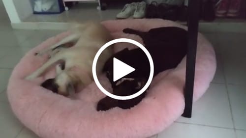 Customer video review of Cama Antiestrés para Perros