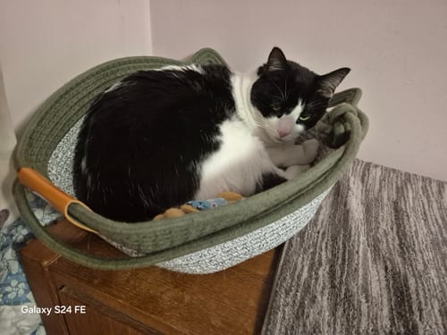 Customer photo review of Instinct Basket | Handwoven & Chemical-Free Cat Territory