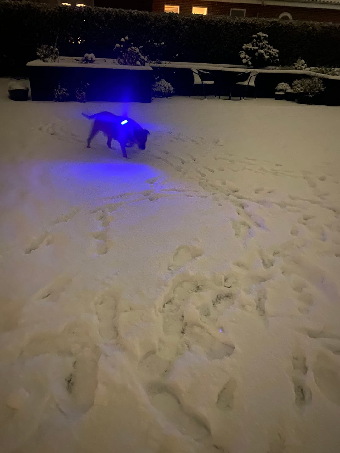 Customer photo review of Safety Light - 4-i-1 Lygte Til Hund