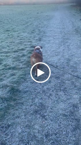 Customer video review of Slip on Harness | Foam Padded - Metal Grey