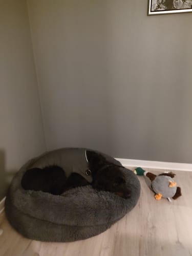 Anmelders hund iført en grå ThunderShirt, der hviler roligt i sin bløde hundekurv.