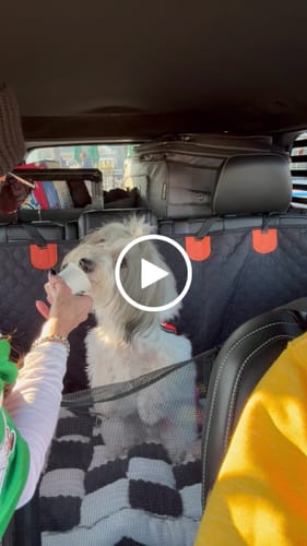 Customer video review of RuffRover 2.0™ - Hard Bottom Dog Car Seat Protector + (FREE Dog Bed)