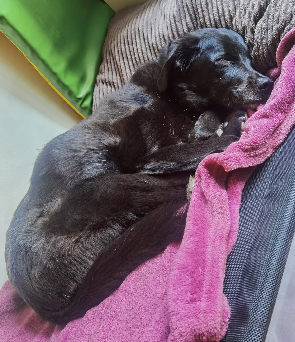 Customer photo review of Cama Elevada THE DOGS: Frescura y Ventilación