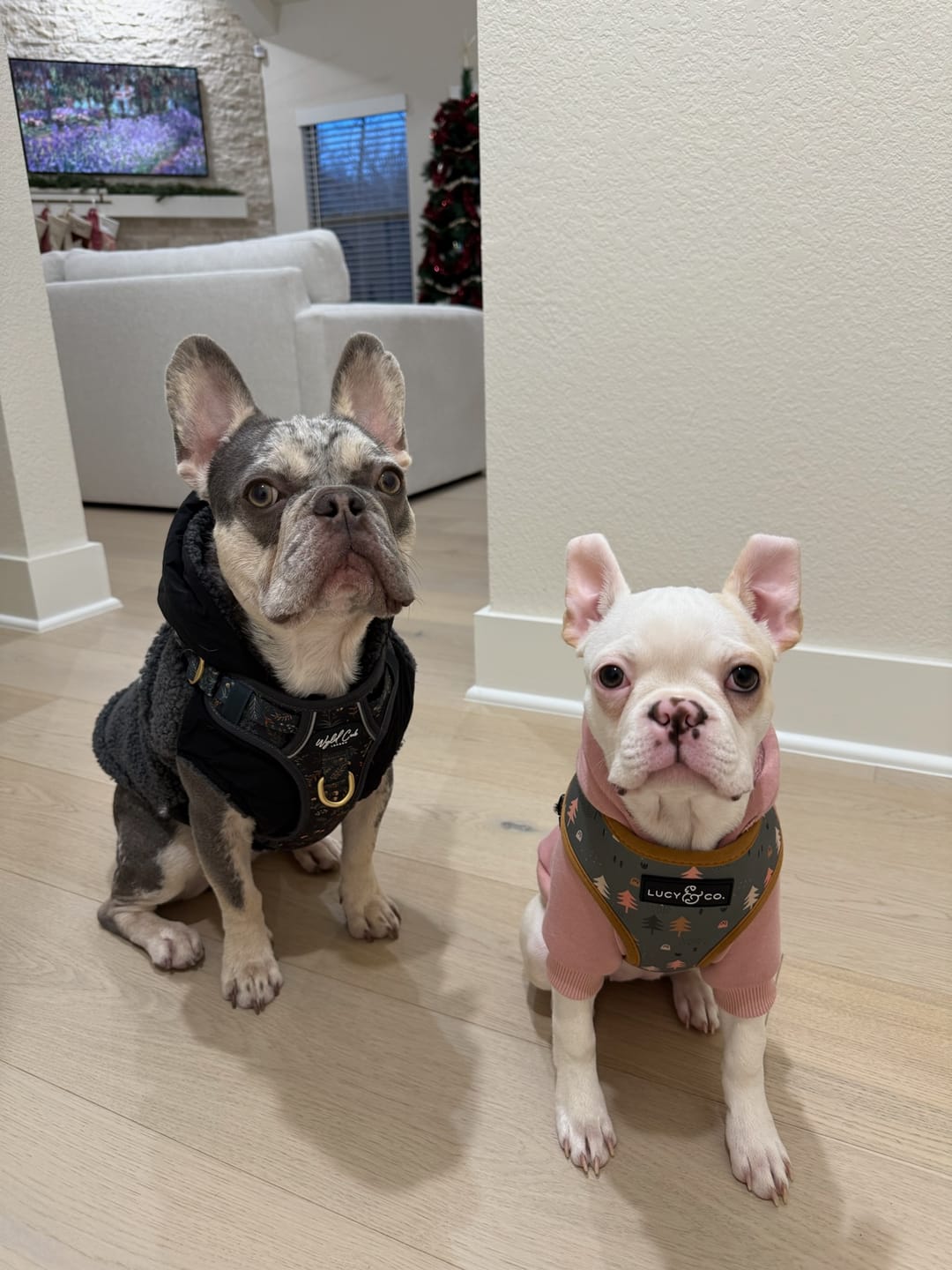 Customer photo review of Reversible Sherpa Jacket - Grey and Black
