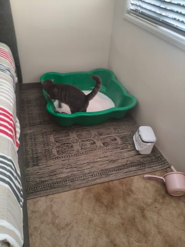 Customer photo review of 3 Month Supply - 2 Cats