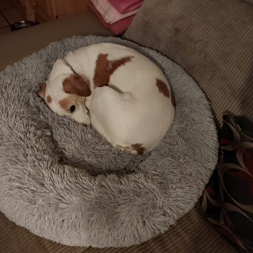 Customer photo review of Puppery Hundebett Wolke 7 - Das Original