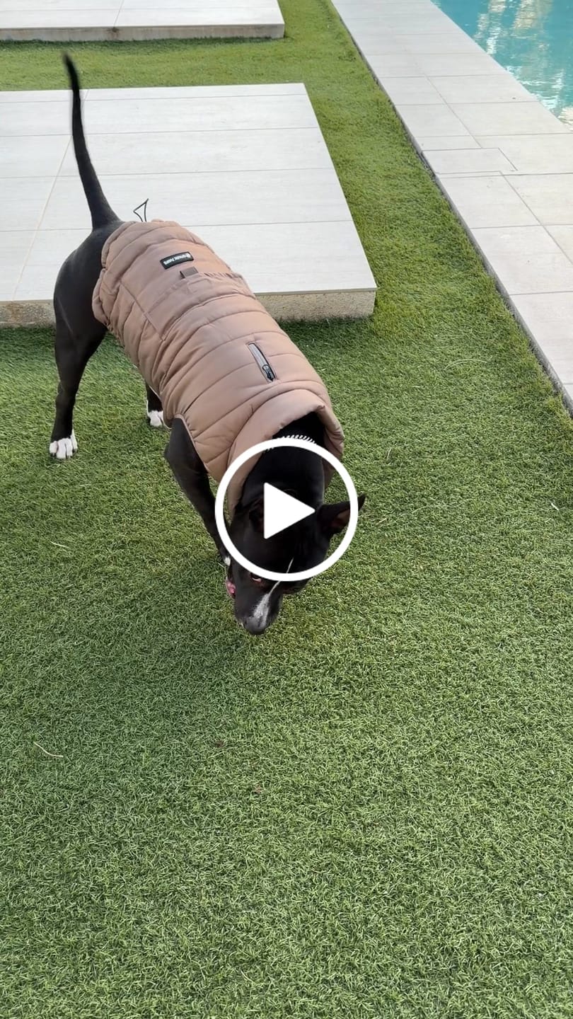 Customer video review of WarmShield Water-Resistant Jacket - Tan