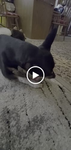 Customer video review of Long-Lasting Yak Chews — 6 Flavor Pack