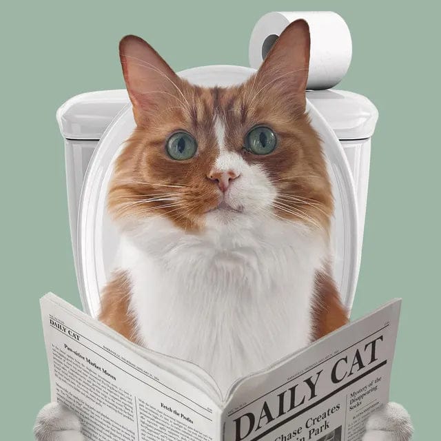 Customer photo review of Cat Reading Newspaper