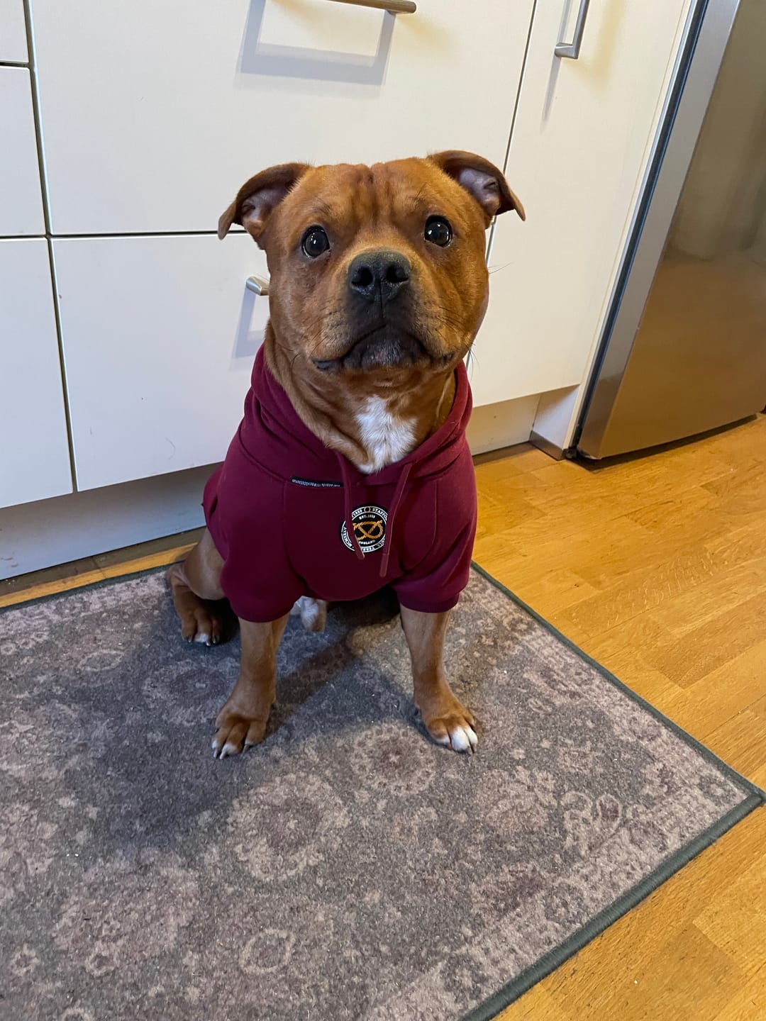 Customer photo review of Staffordshire Bull Terrier 1935® Hoodies - Burgundy