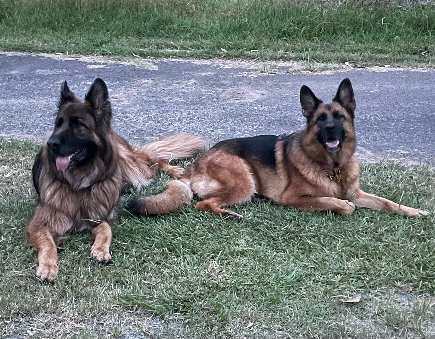 Customer photo review of Stress K9 Chews