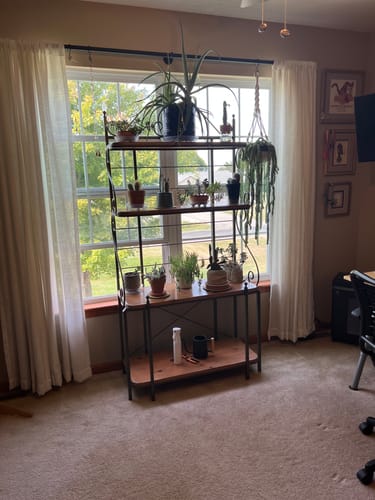 Customer photo review of Plant Juice