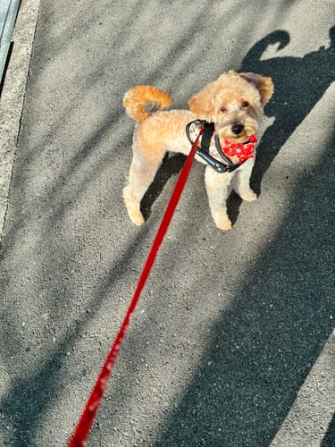 Customer photo review of FunFunPet 高機能ハーネス（お名前タグ作成サービス付き）