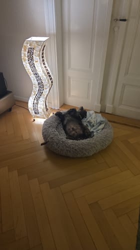 Kundenfoto eines Hundes, der entspannt auf dem Rücken im runden Hundebett Fluffy Plus liegt.