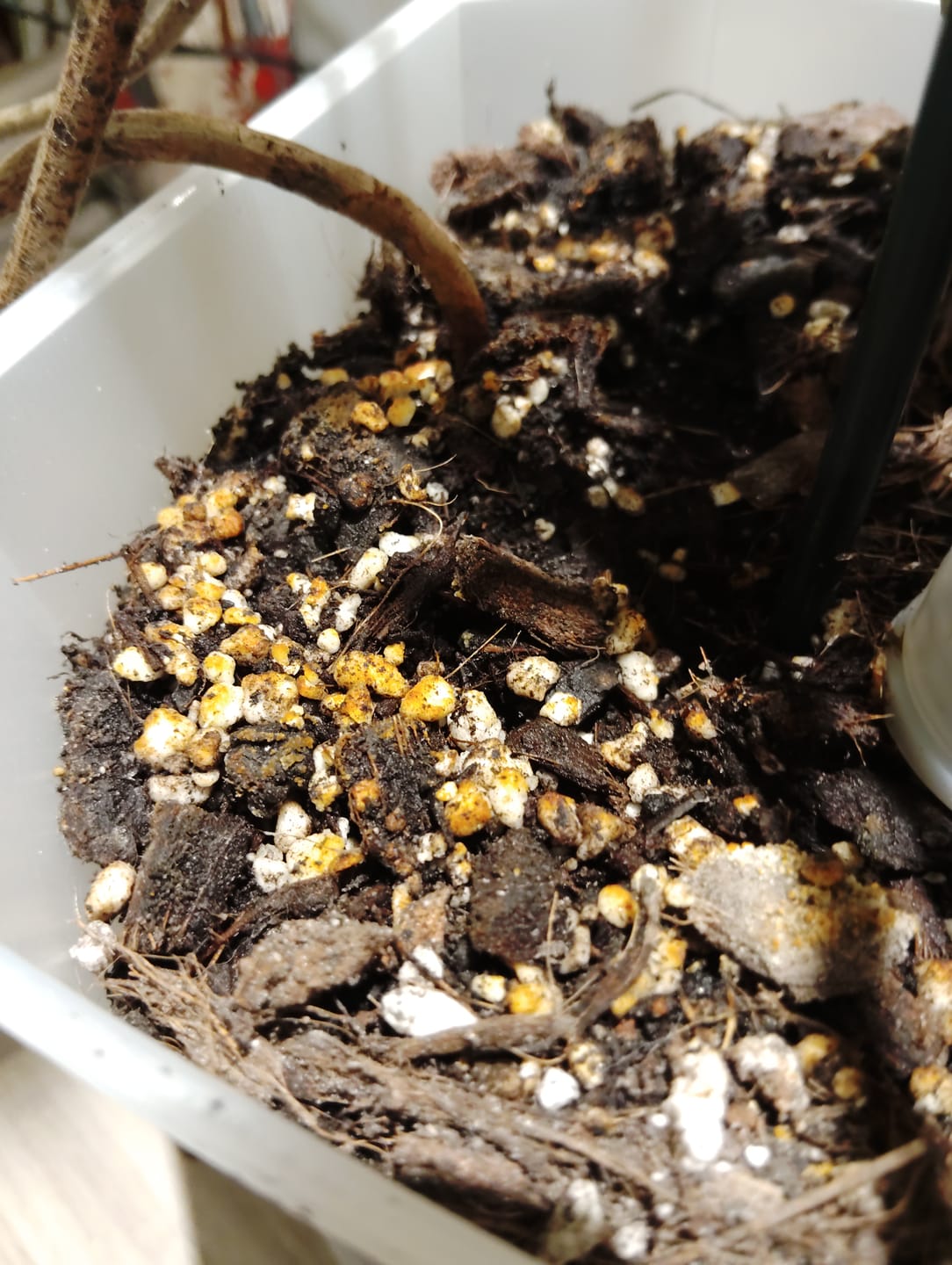 Customer photo review of Aroid Mix