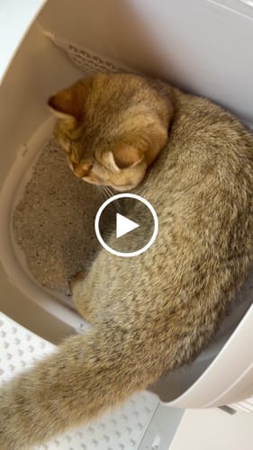 Customer video review of Self-Cleaning Litter Box