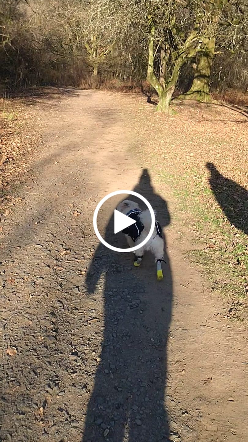 Customer video review of The Shortie All Season Dog Shoes / Boots