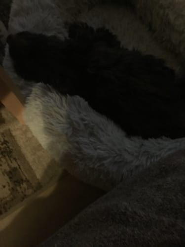 Customer photo review of Puppery Hundebett Wolke 7 - Das Original