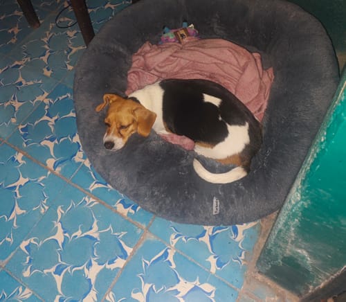El perro de un cliente duerme acurrucado en su cómoda Cama Antiestrés para Perros gris con una manta rosa.