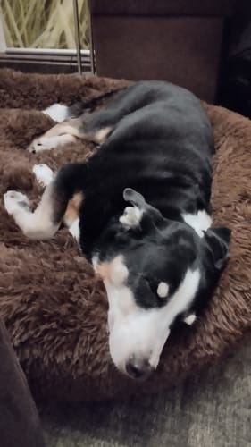 Customer photo review of Puppery Hundebett Wolke 7 - Das Original