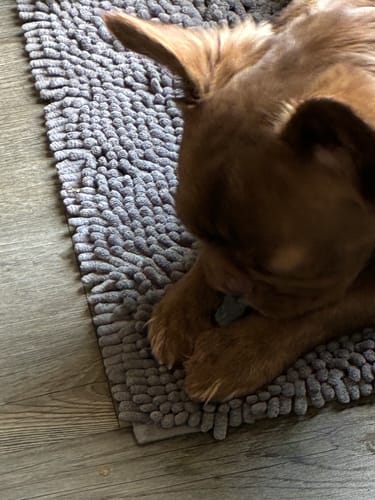 Customer's small Frenchie puppy chewing a Long-Lasting Yak Chew on a gray mat.